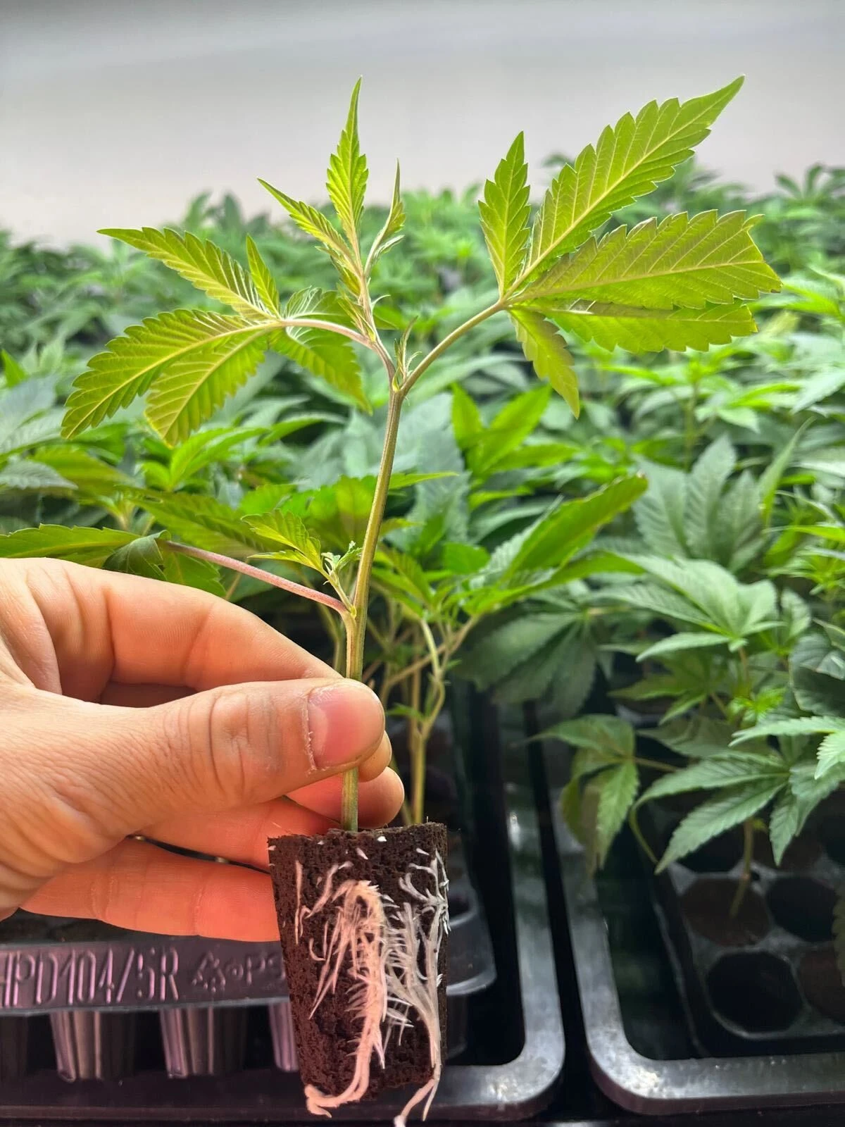 For growers, by growers